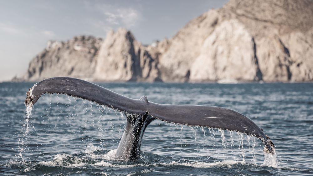 ocean-care.jpg OceanCare